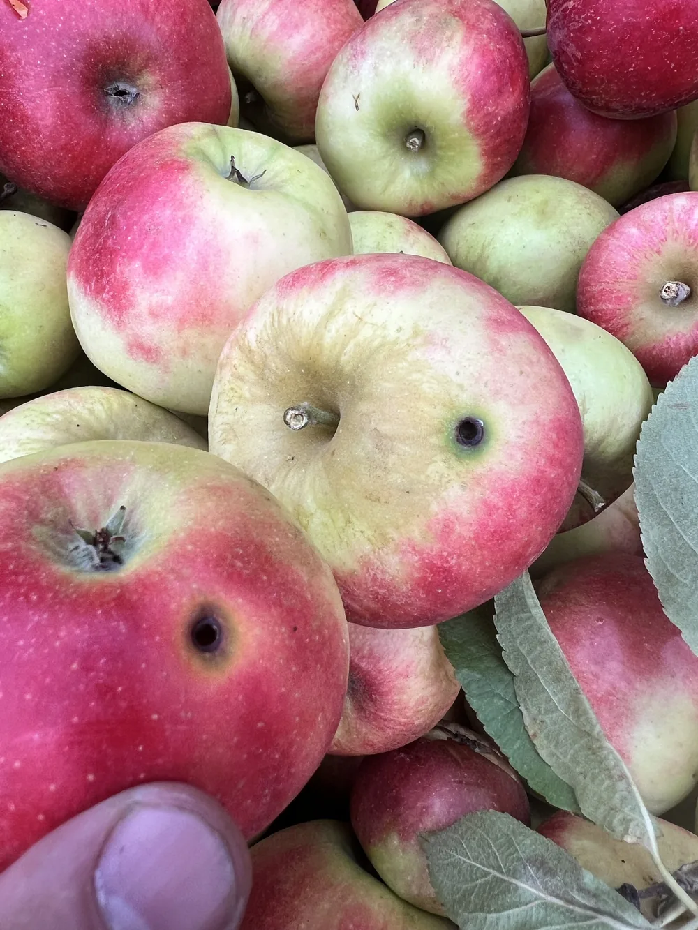 Elstar-Äpfel mit kleinen dunklen Fraßstellen an der Schale