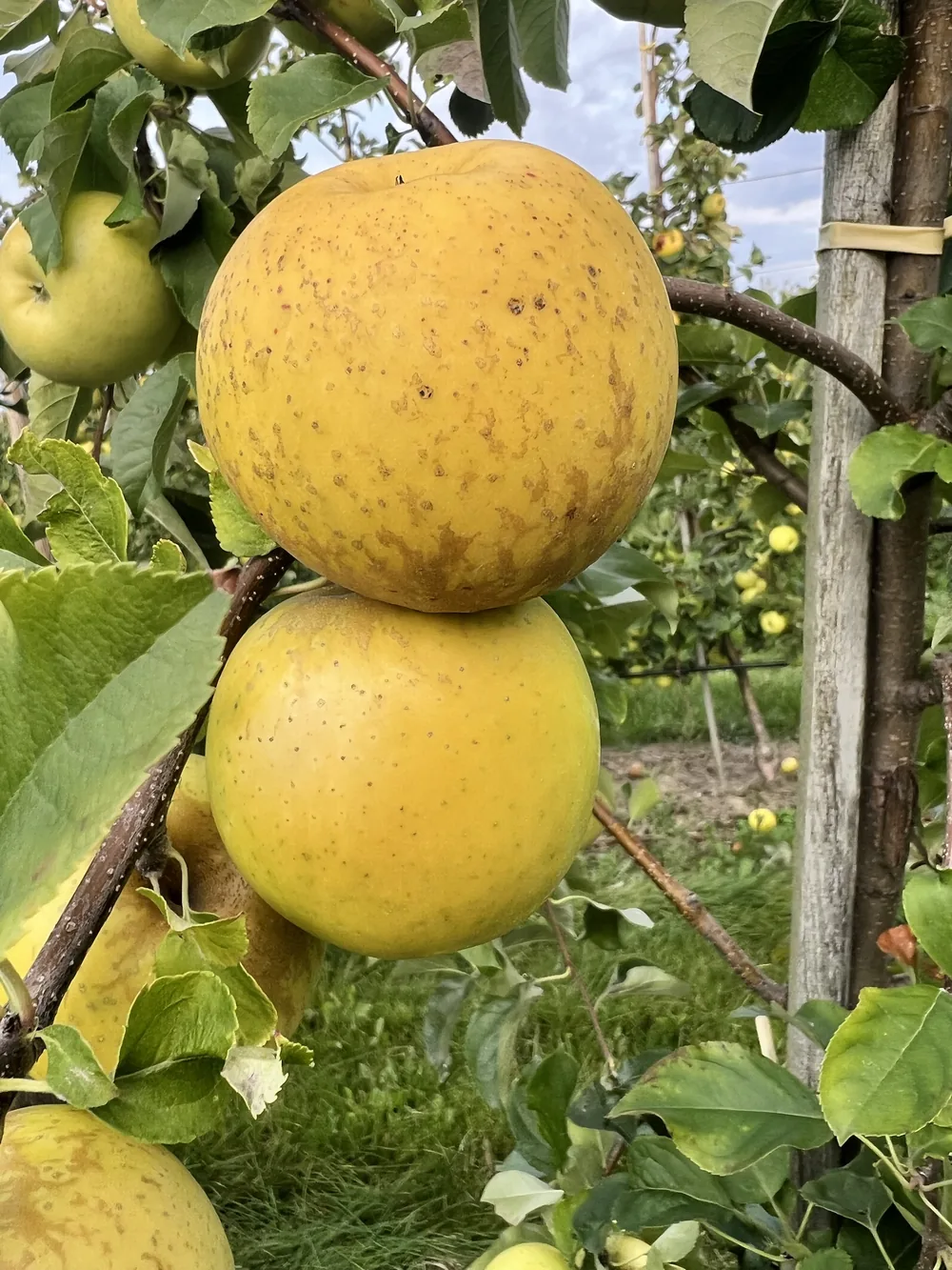 Pia-Äpfel am Baum mit brauner Berostung auf der gelbgrünen Schale