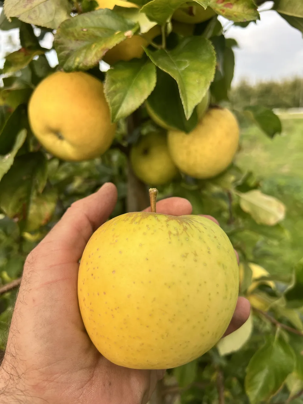 Pia-Äpfel am Baum mit brauner Berostung auf der gelbgrünen Schale