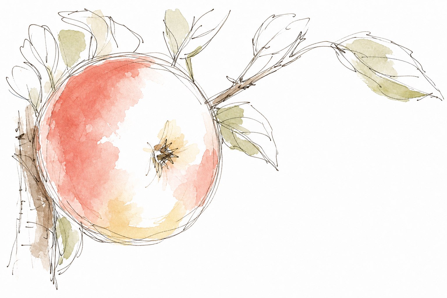 Lockere handgezeichnete Aquarellillustration eines Elstar-Apfels am Zweig