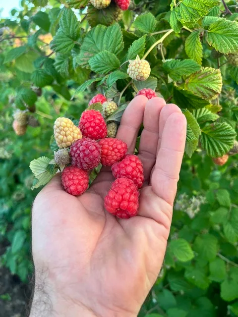 Eine Hand zeigt erste reife Himbeeren direkt am Strauch