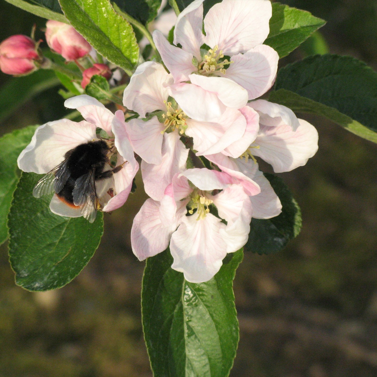 Bestäuber an einer Blüte in unseren Obstanlagen