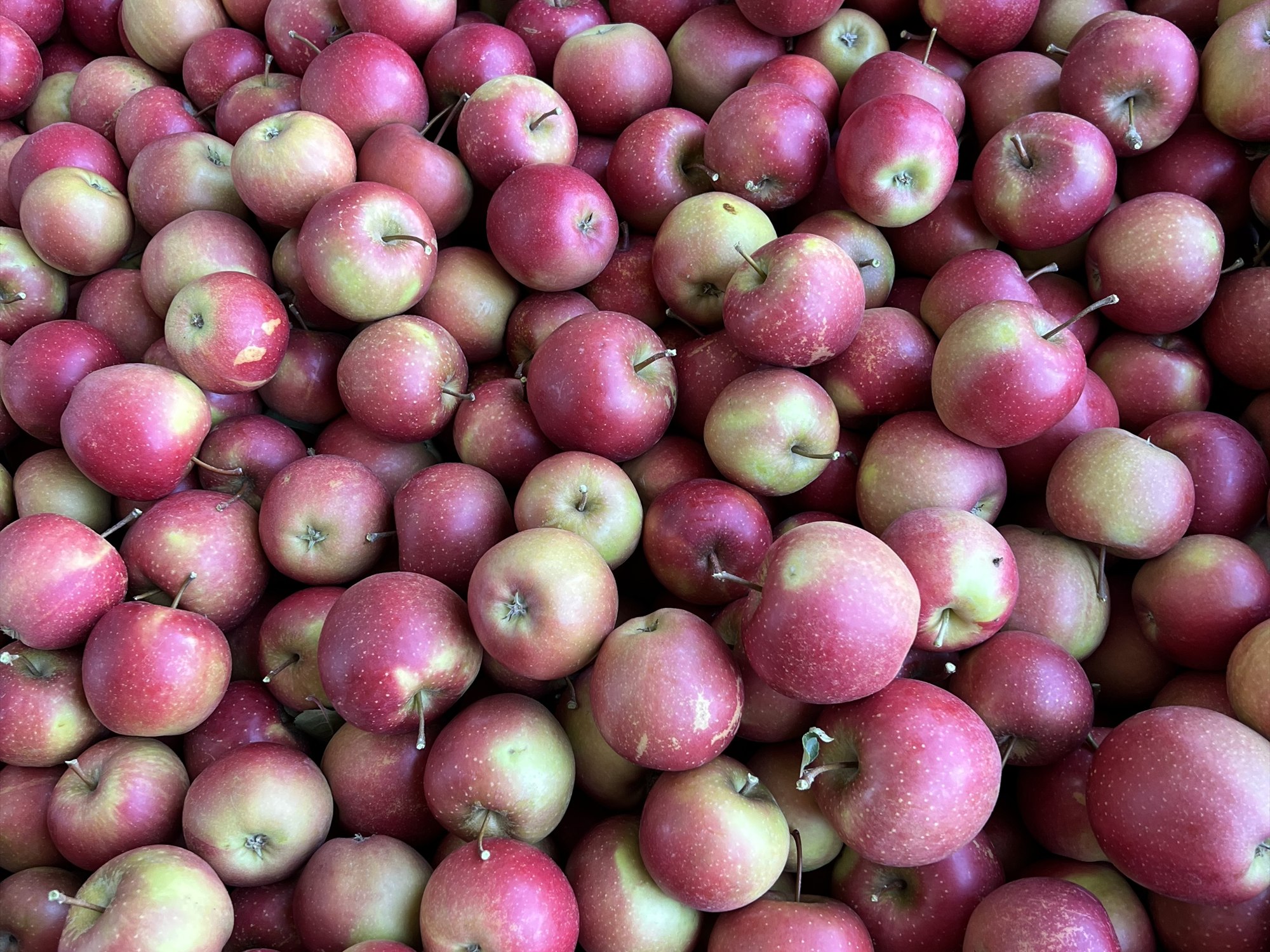 Kiste mit frisch geernteten Äpfeln aus der Obstplantage