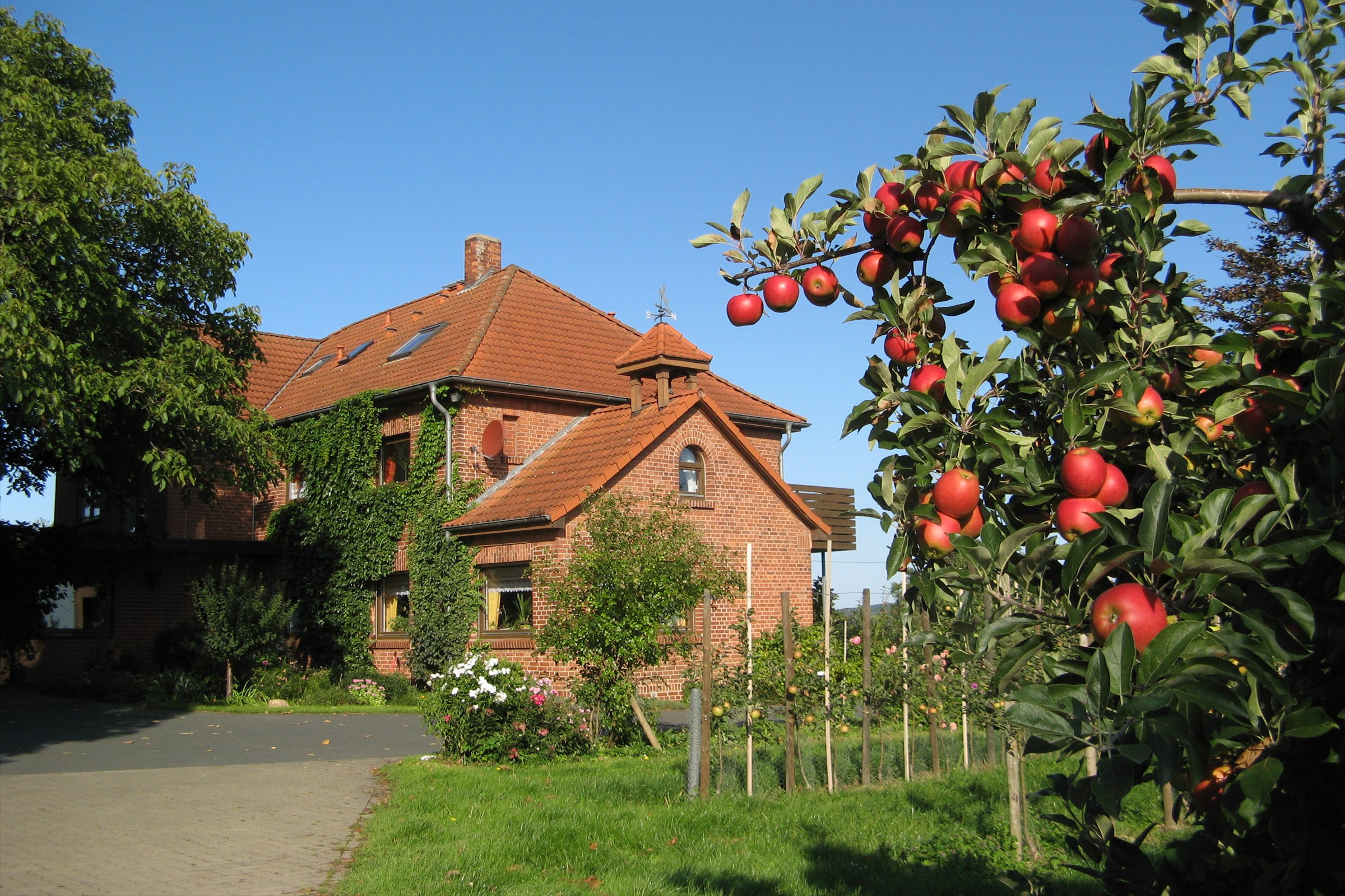 Das Backsteinhaus unseres Hofs in Holtensen, davor ein Apfelbaum mit roten Äpfeln