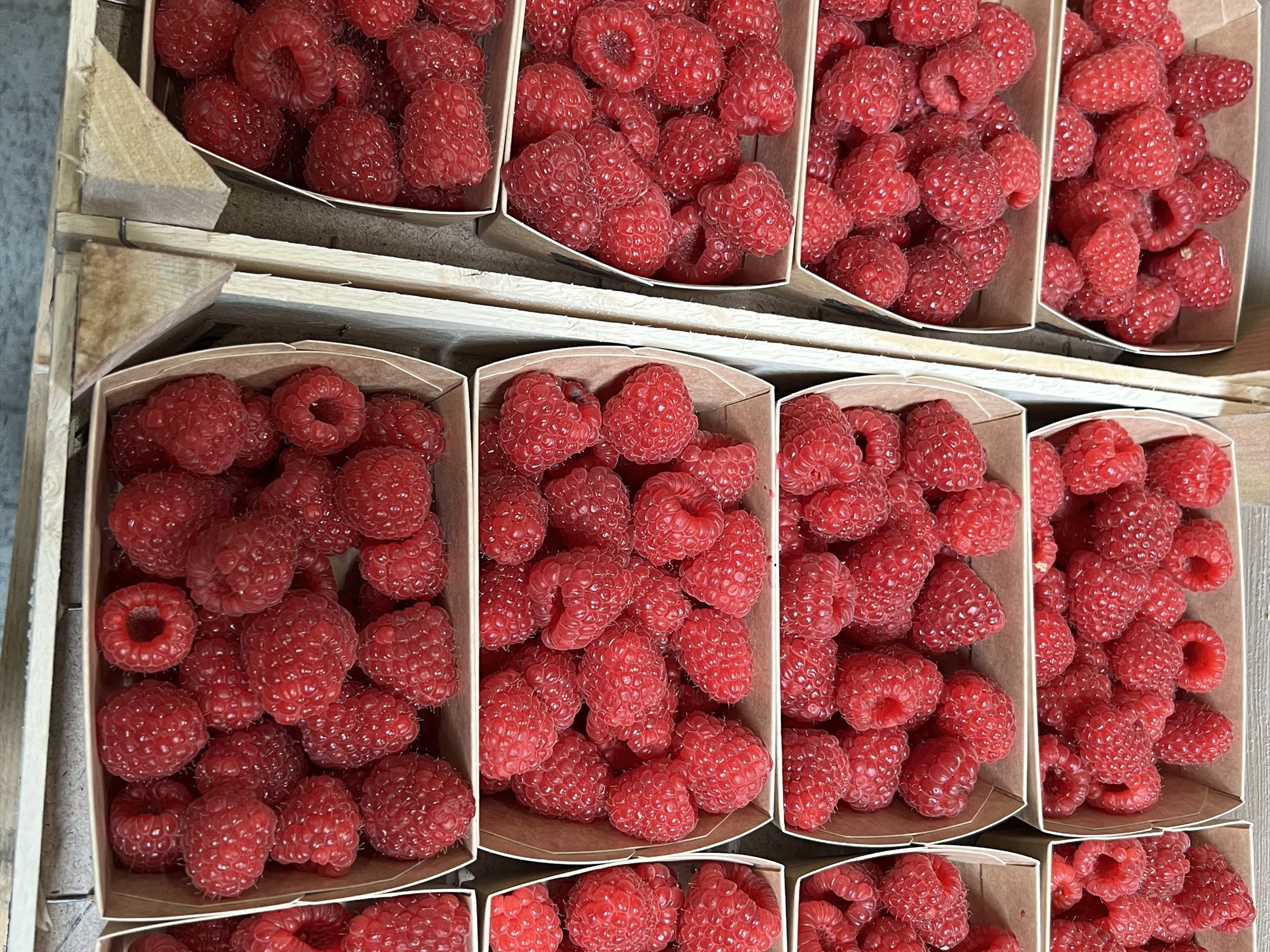 Reife Himbeeren aus unserem Anbau
