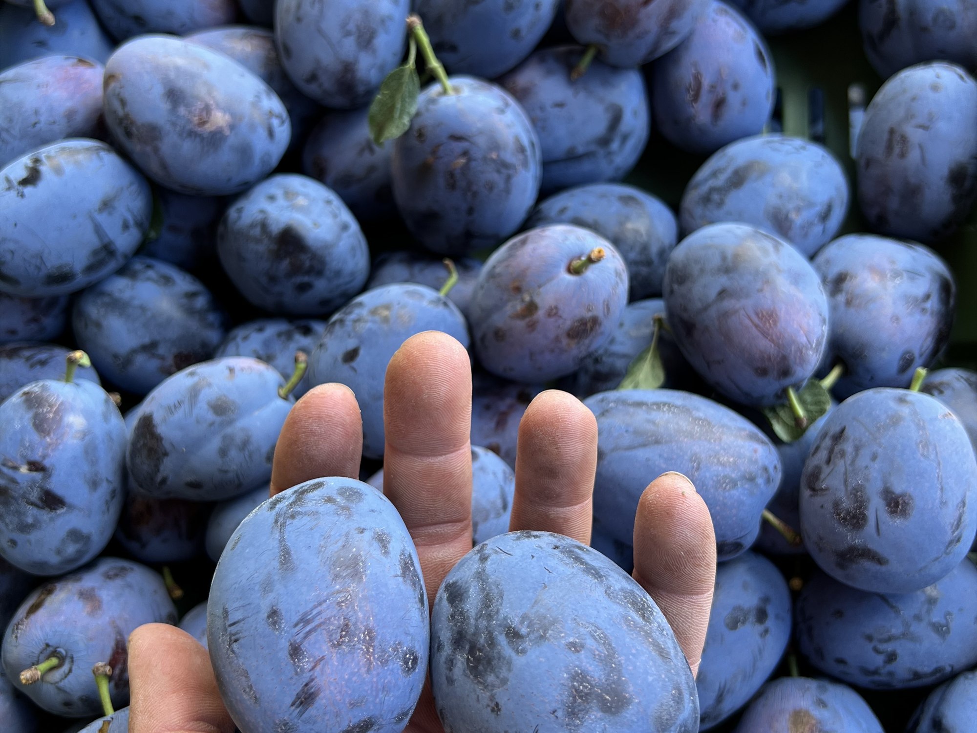 Blaue Zwetschgen aus unserem Anbau